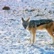 Hornsman Coyote koncertuje w Polsce