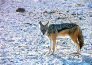 Hornsman Coyote koncertuje w Polsce