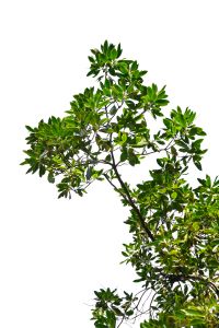 1158757_isolated_tree_branches